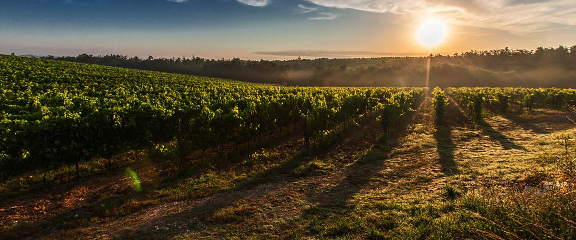 Vin Vigne Vin volcanique Vin d'Auvergne Vin Français